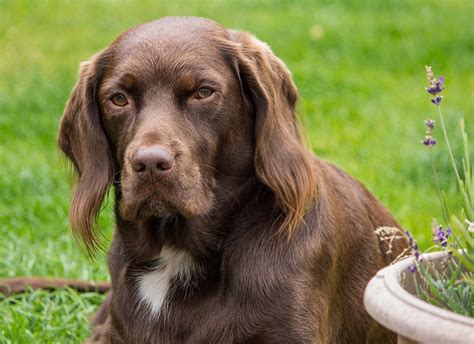  However, you may want to try Springer Spaniel or Labrador Retriever breed-specific rescues, as they often care for mixes, as well